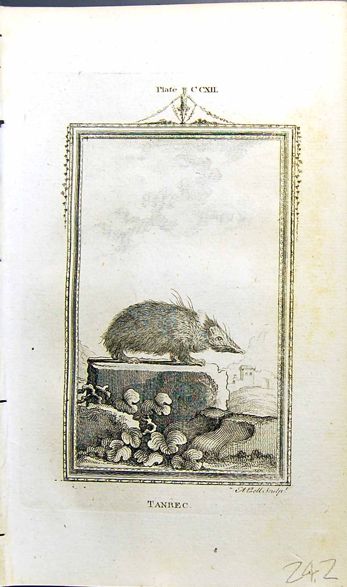 Original Old Antique Print Tanrec Bell Buffon Natural History Animal 1791 18th