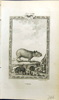 Original Old Antique Print Cabial Bell Buffon Natural History Animal 1791 18th