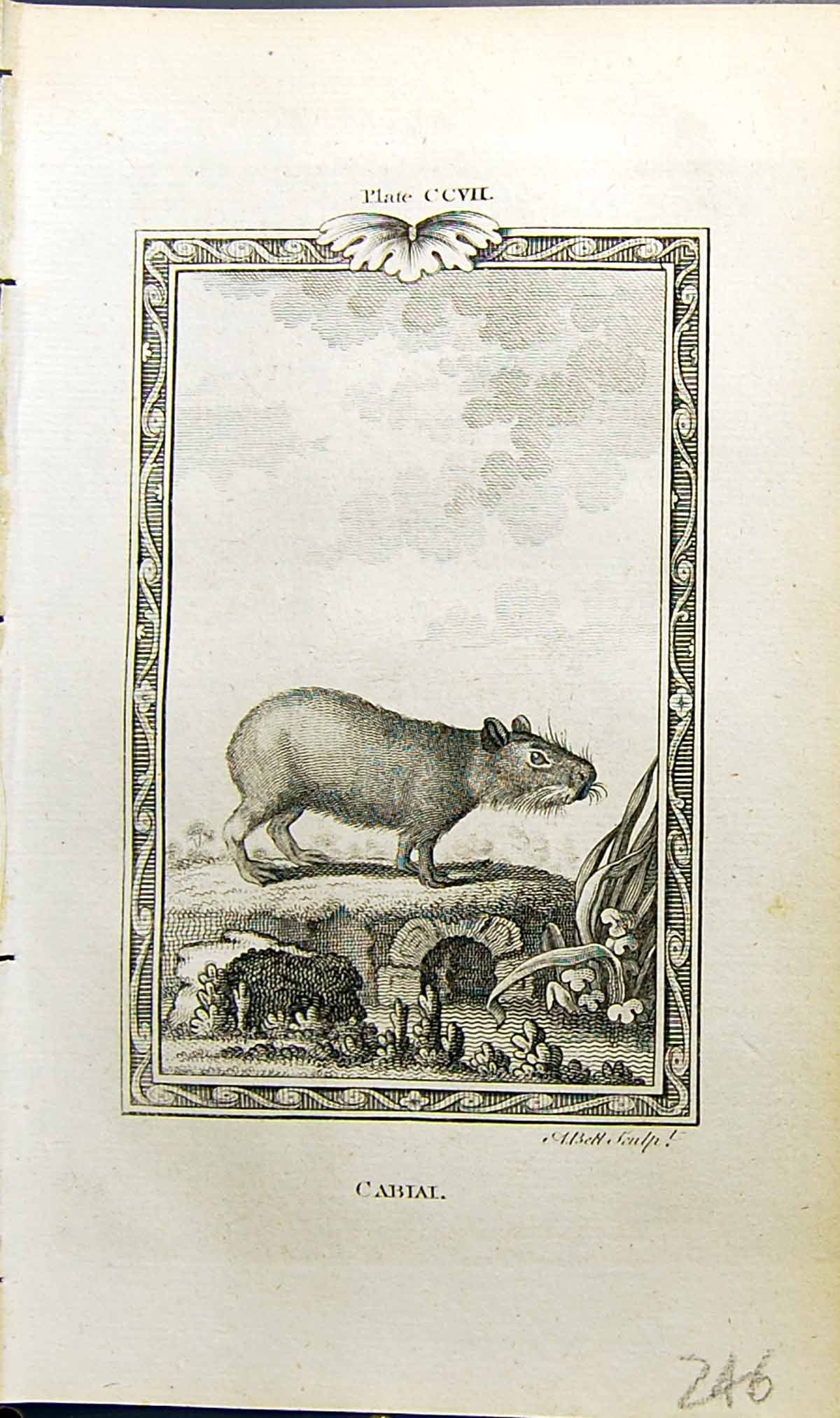 Original Old Antique Print Cabial Bell Buffon Natural History Animal 1791 18th