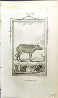 Original Old Antique Print Babiroussa Bell Buffon Natural History Animal 1791