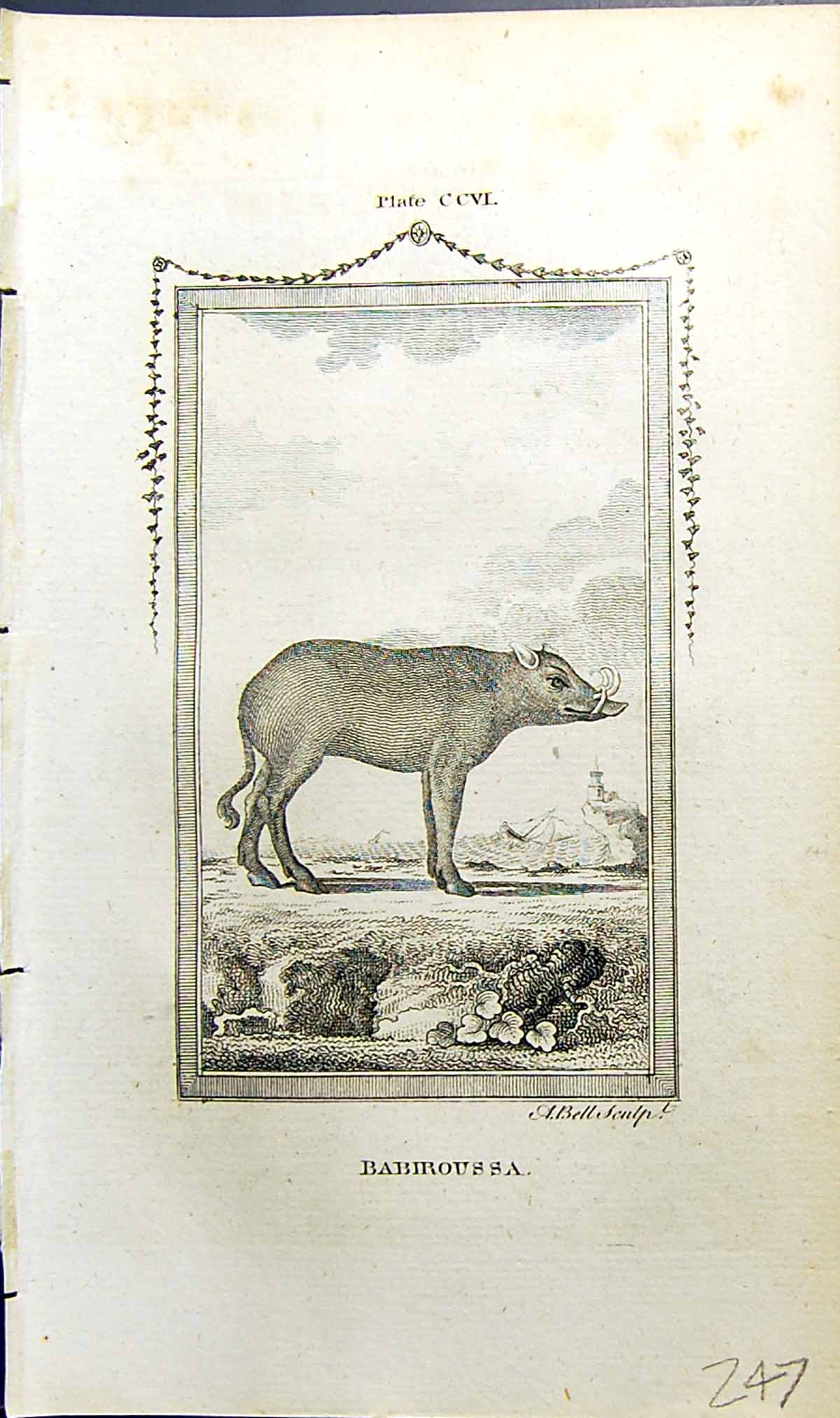 Original Old Antique Print Babiroussa Bell Buffon Natural History Animal 1791