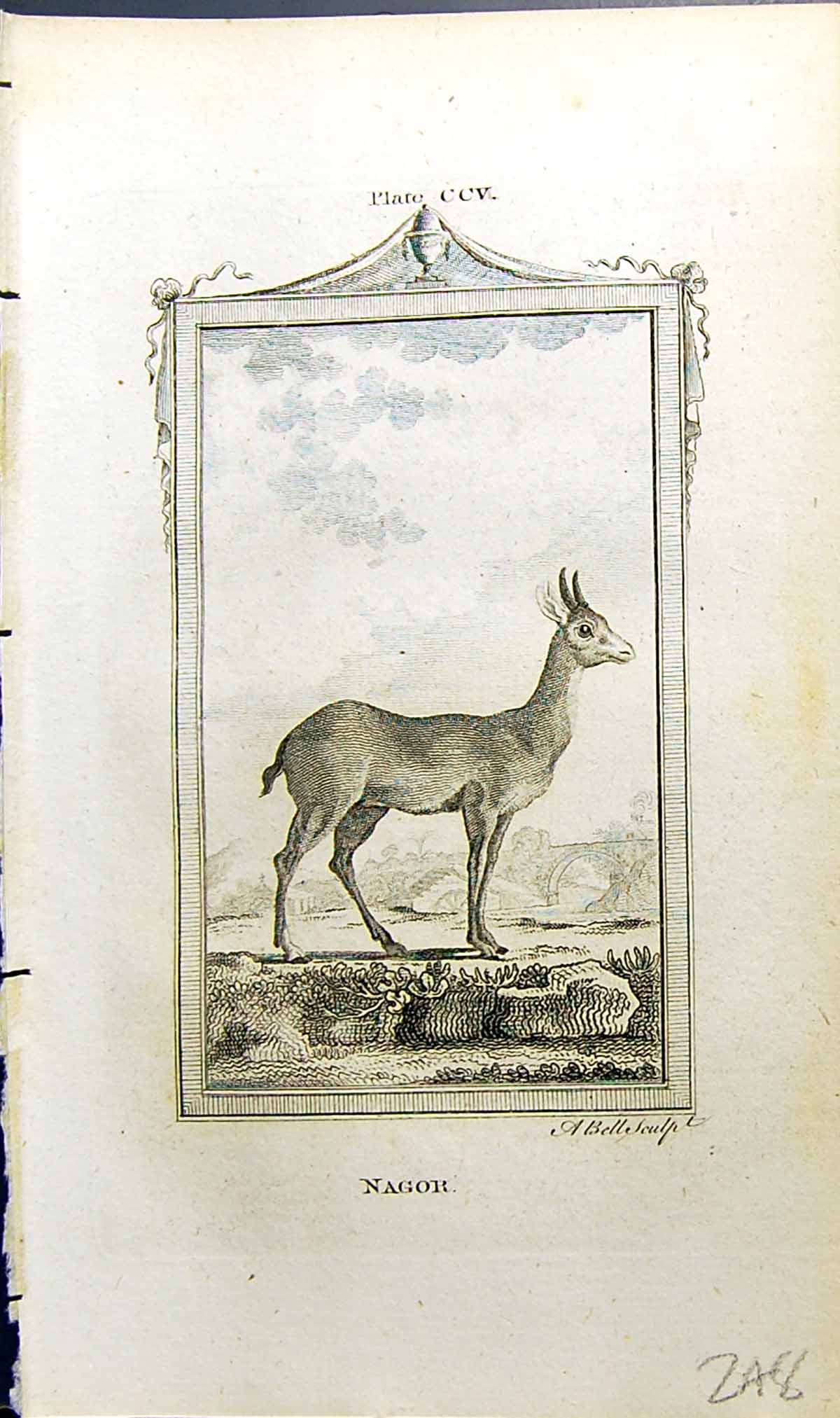 Original Old Antique Print Nagor Bell Buffon Natural History Animal 1791 18th