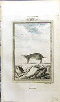 Original Old Antique Print Acouchi Bell Buffon Natural History Animal 1791 18th