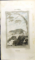 Original Old Antique Print Souslik Bell Buffon Natural History Animal 1791 18th