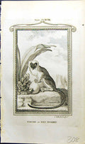 Antique Old Print Pinche Red Monkey Bell Buffon Natural History Animal 1791