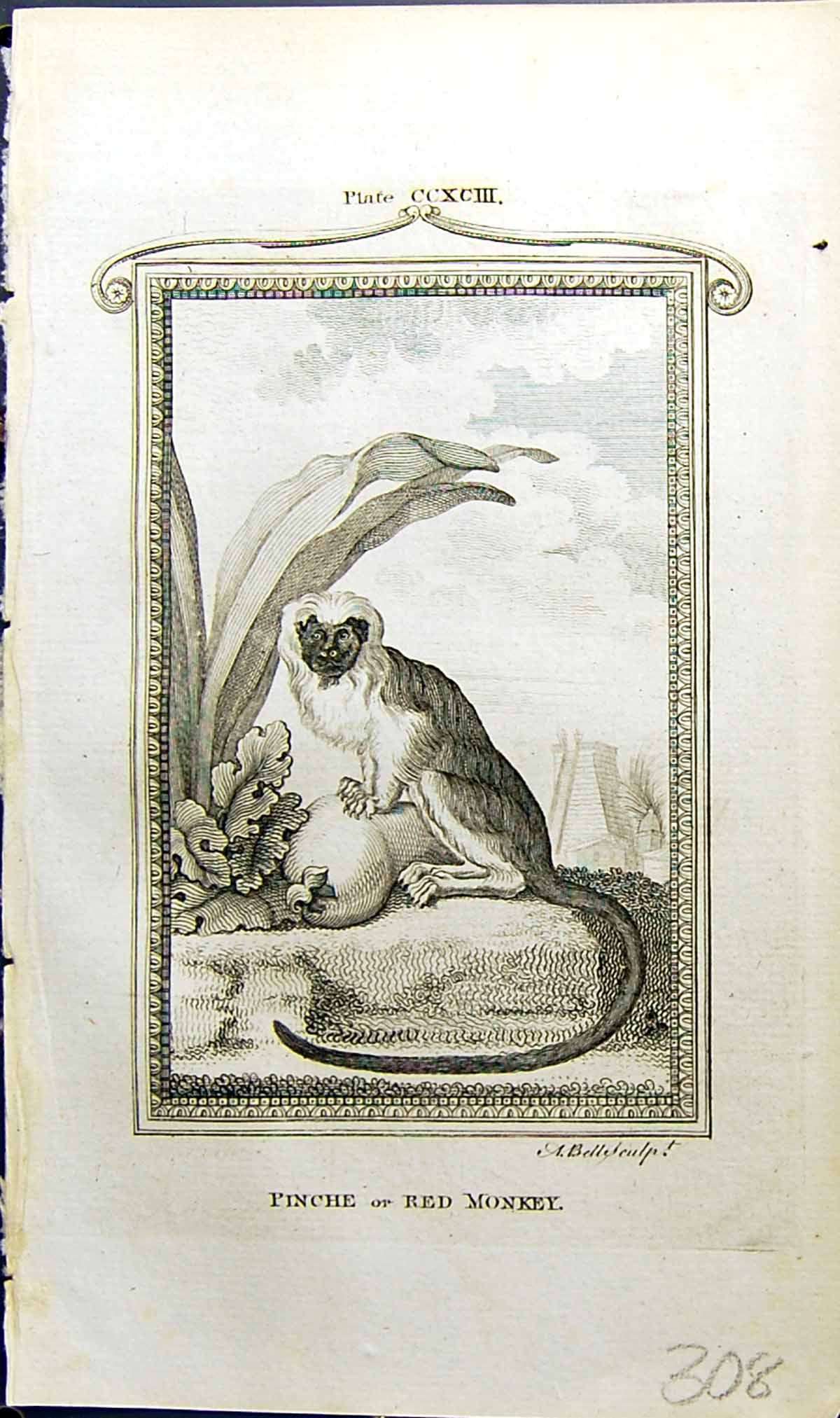 Antique Old Print Pinche Red Monkey Bell Buffon Natural History Animal 1791