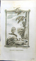 Antique Print Marikini Silky Monkey Bell Buffon Natural History Animal 1791