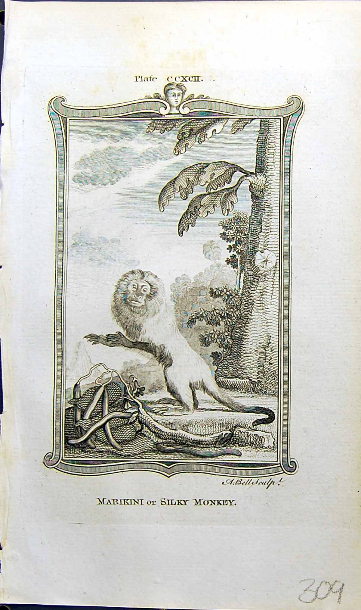 Antique Print Marikini Silky Monkey Bell Buffon Natural History Animal 1791