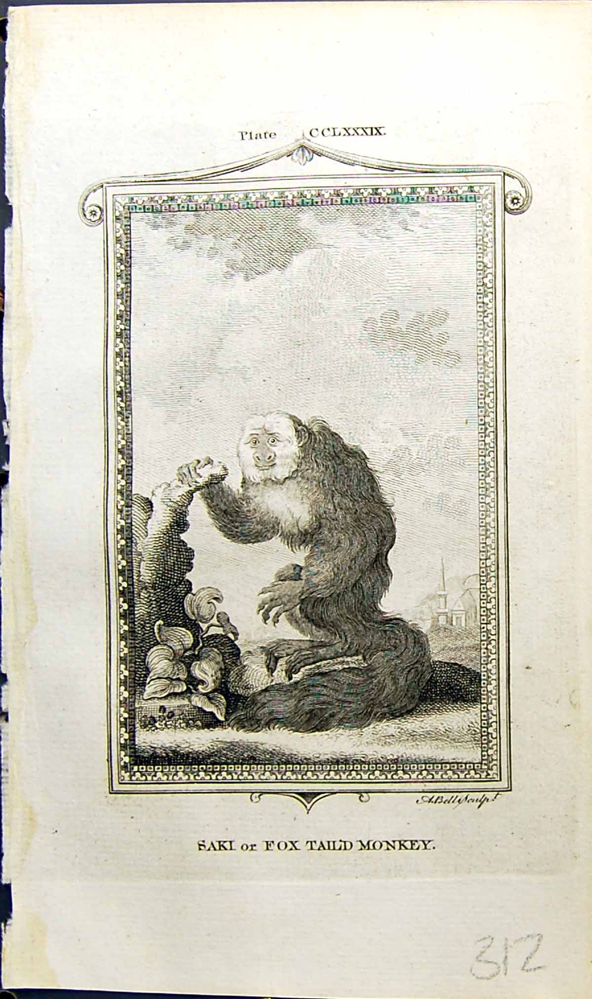Old Print Saki Fox Tailed Monkey Bell Buffon Natural History Animal 1791 18th