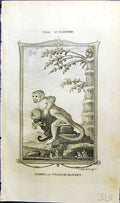 Antique Print Samiri Orange Monkey Bell Buffon Natural History Animal 1791 18th