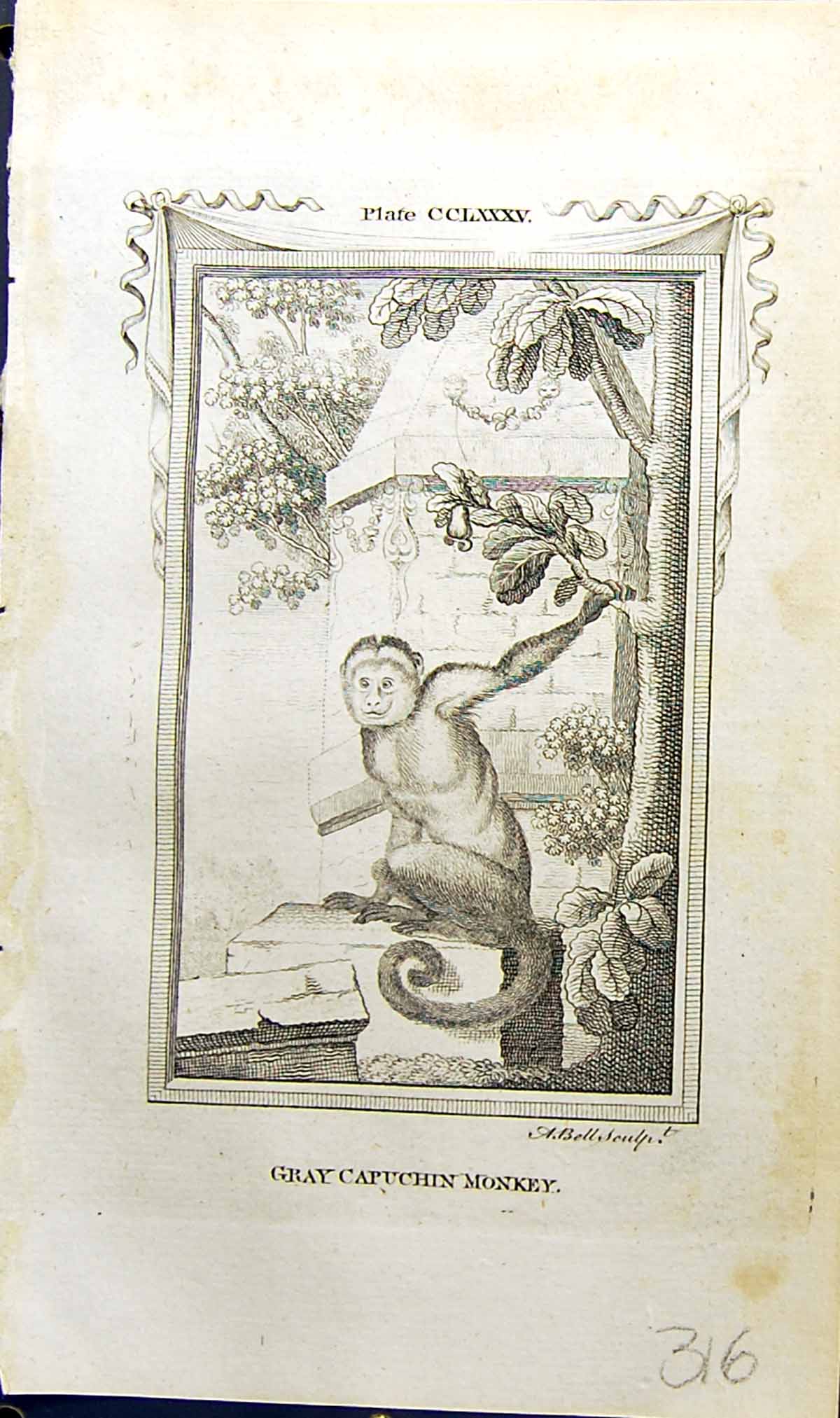 Antique Print Gray Capuchin Monkey Bell Buffon Natural History Animal 1791 18th