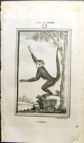 Original Old Antique Print Coaita Bell Buffon Natural History Animal 1791 18th
