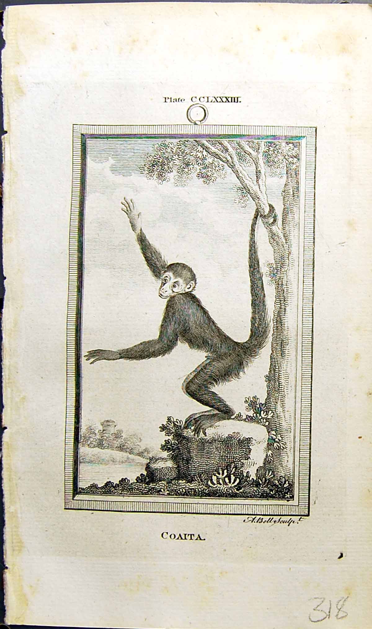 Original Old Antique Print Coaita Bell Buffon Natural History Animal 1791 18th