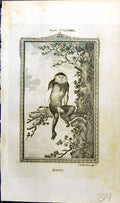 Original Old Antique Print Douc Bell Buffon Natural History Animal 1791 18th
