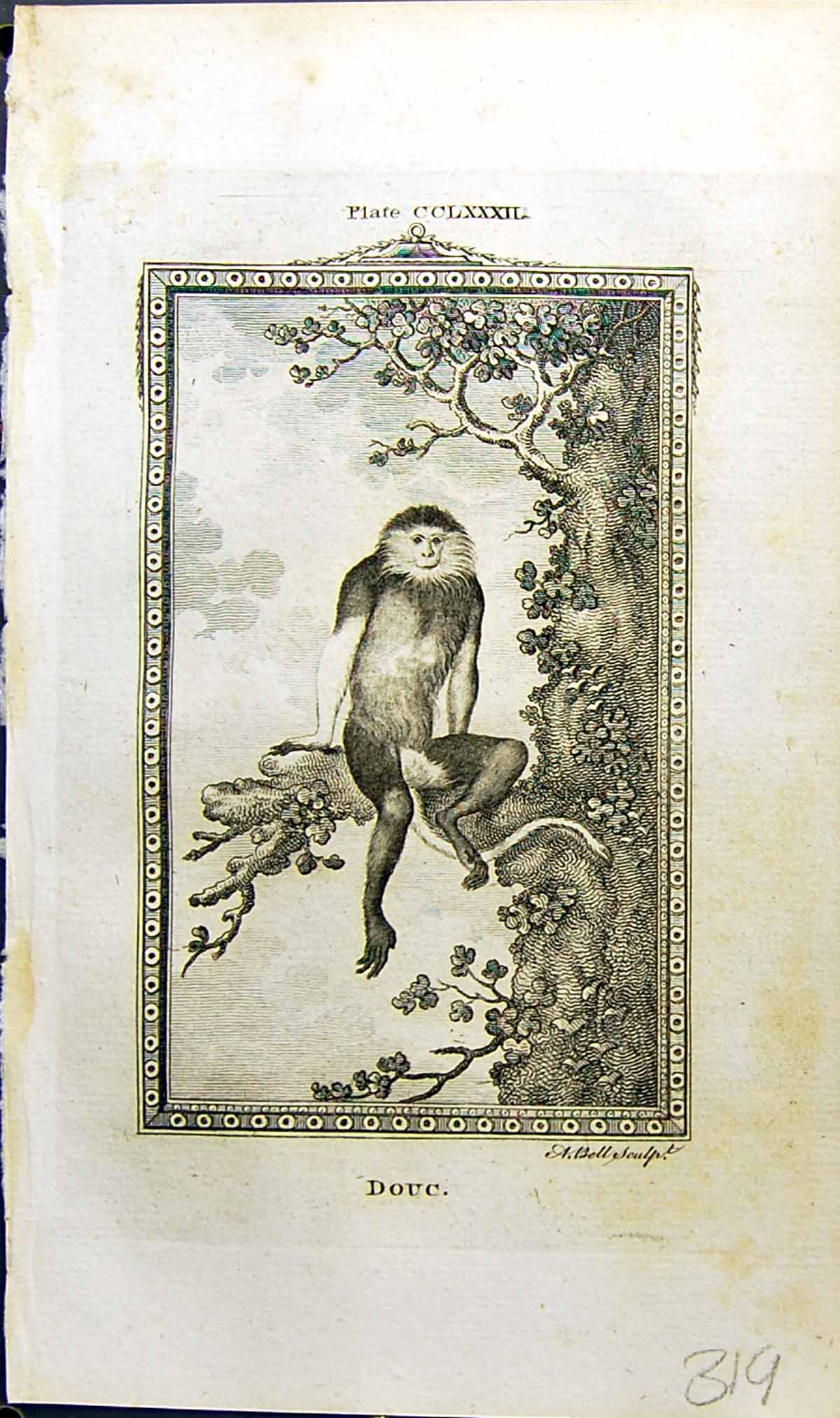 Original Old Antique Print Douc Bell Buffon Natural History Animal 1791 18th