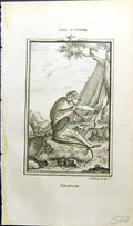 Original Old Antique Print Talapoin Bell Buffon Natural History Animal 1791