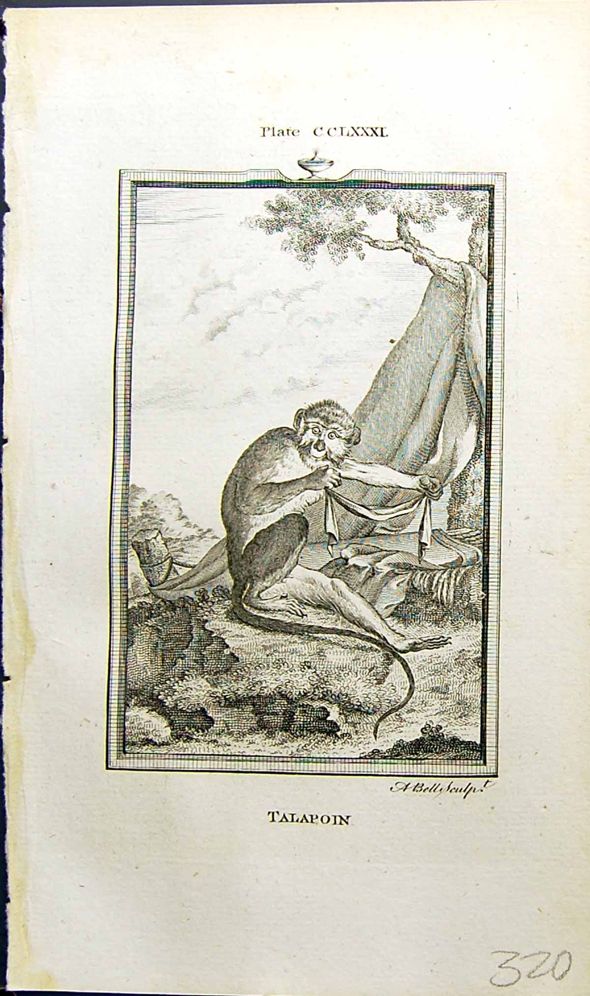 Original Old Antique Print Talapoin Bell Buffon Natural History Animal 1791