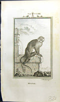 Original Old Antique Print Mustax Bell Buffon Natural History Animal 1791 18th