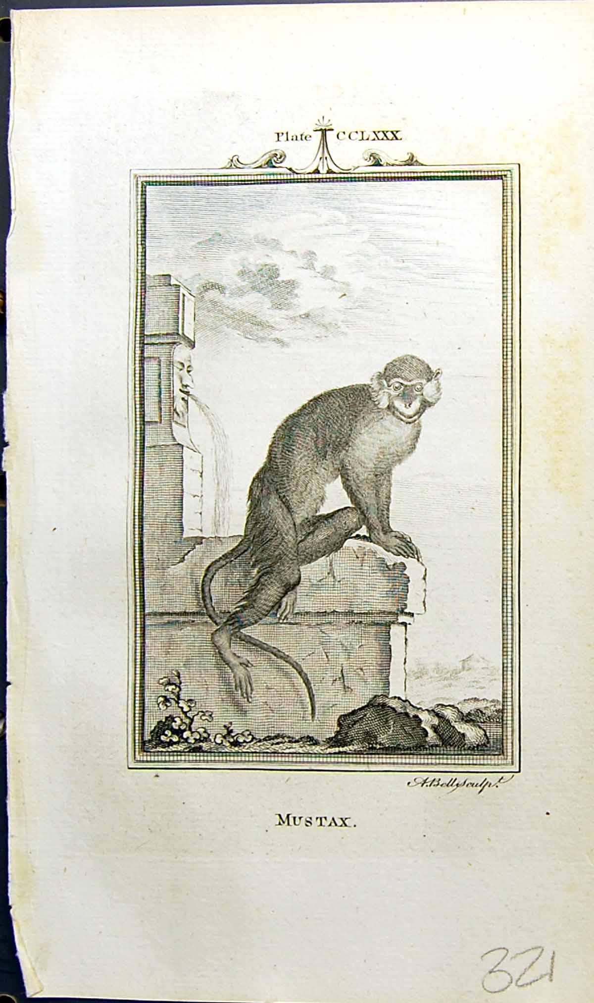 Original Old Antique Print Mustax Bell Buffon Natural History Animal 1791 18th