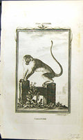 Original Old Antique Print Callitrix Bell Buffon Natural History Animal 1791