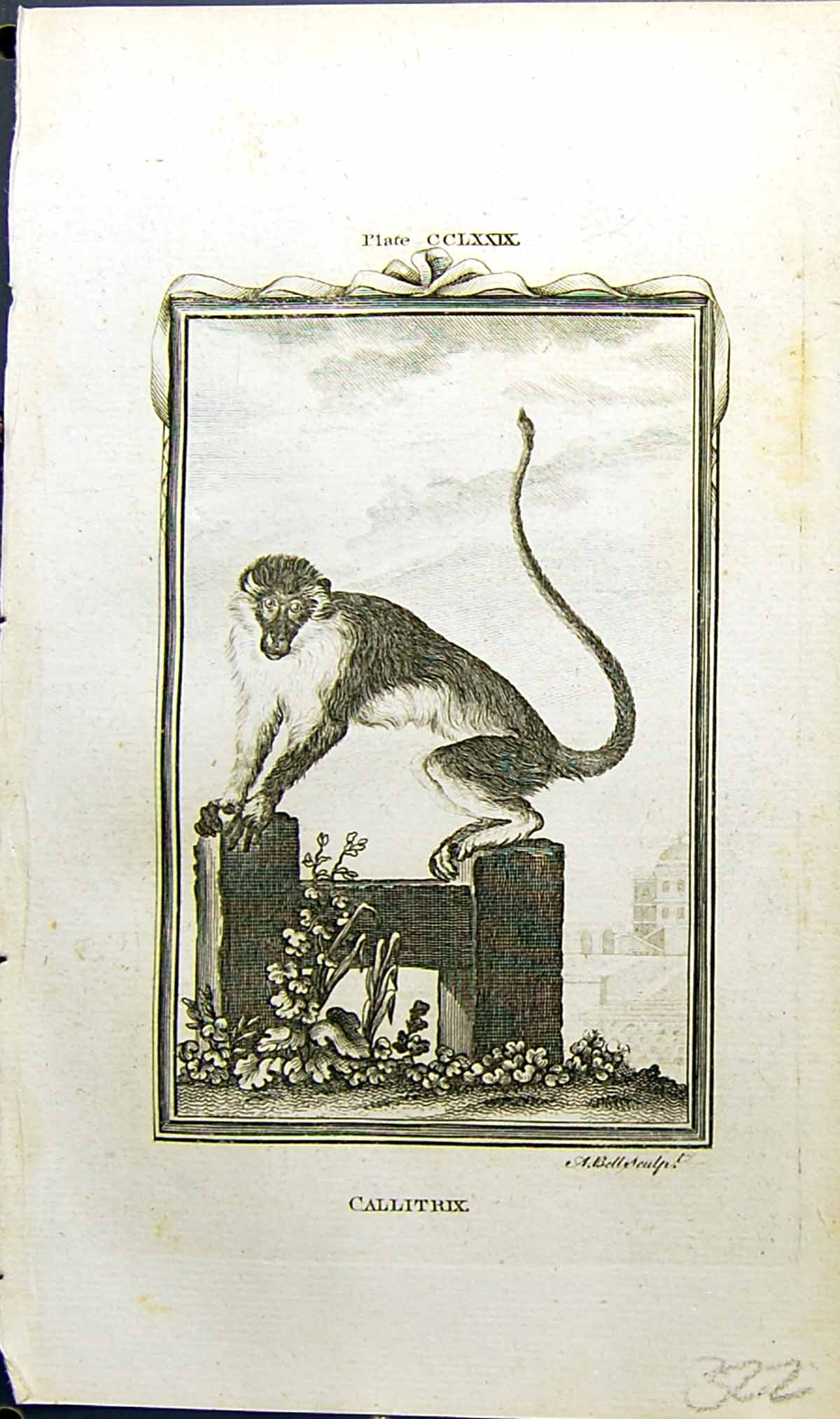 Original Old Antique Print Callitrix Bell Buffon Natural History Animal 1791