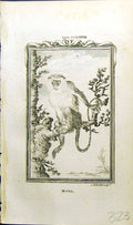 Original Old Antique Print Mona Bell Buffon Natural History Animal 1791 18th