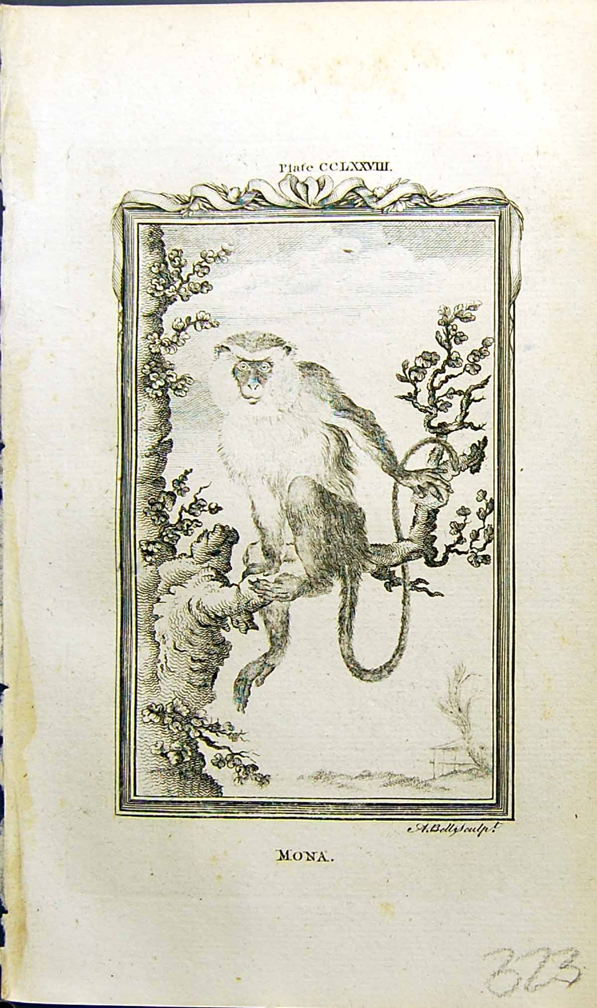Original Old Antique Print Mona Bell Buffon Natural History Animal 1791 18th