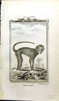 Original Old Antique Print Mangabey Bell Buffon Natural History Animal 1791