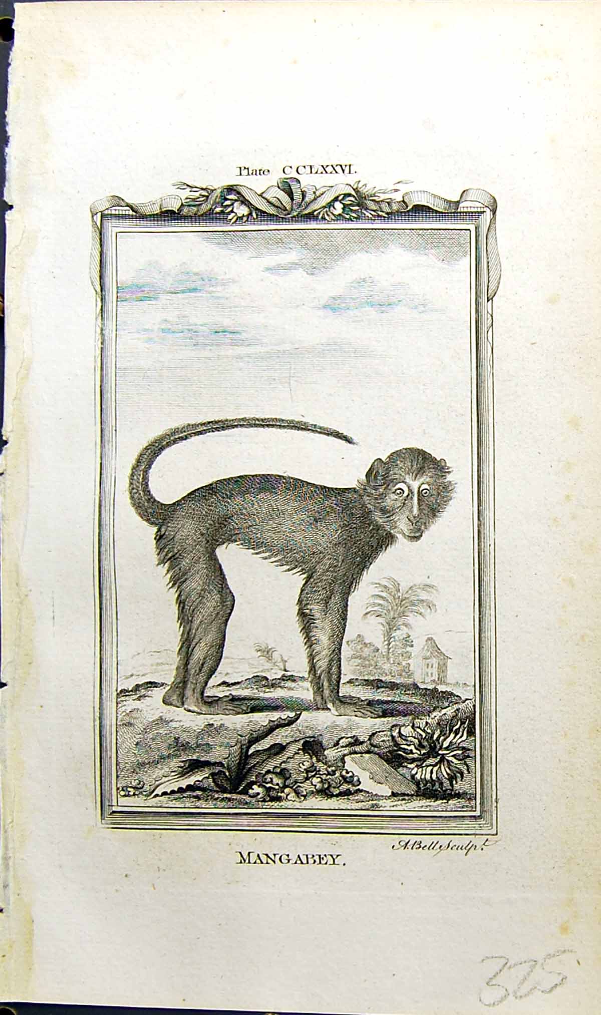 Original Old Antique Print Mangabey Bell Buffon Natural History Animal 1791