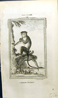 Old Antique Print Chinese Bonnet Bell Buffon Natural History Animal 1791 18th