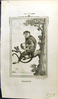 Original Old Antique Print Malbrouk Bell Buffon Natural History Animal 1791