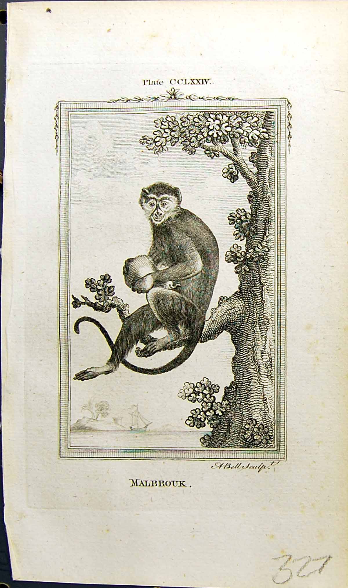 Original Old Antique Print Malbrouk Bell Buffon Natural History Animal 1791