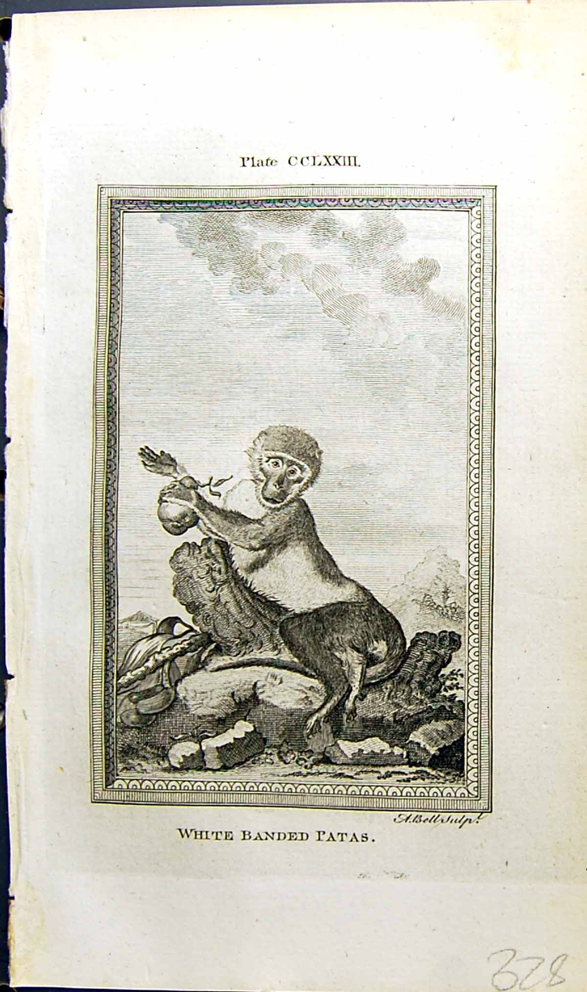 Antique Old Print White Banded Patas Bell Buffon Natural History Animal 1791
