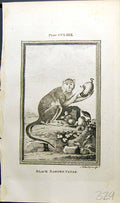 Antique Old Print Black Banded Patas Bell Buffon Natural History Animal 1791