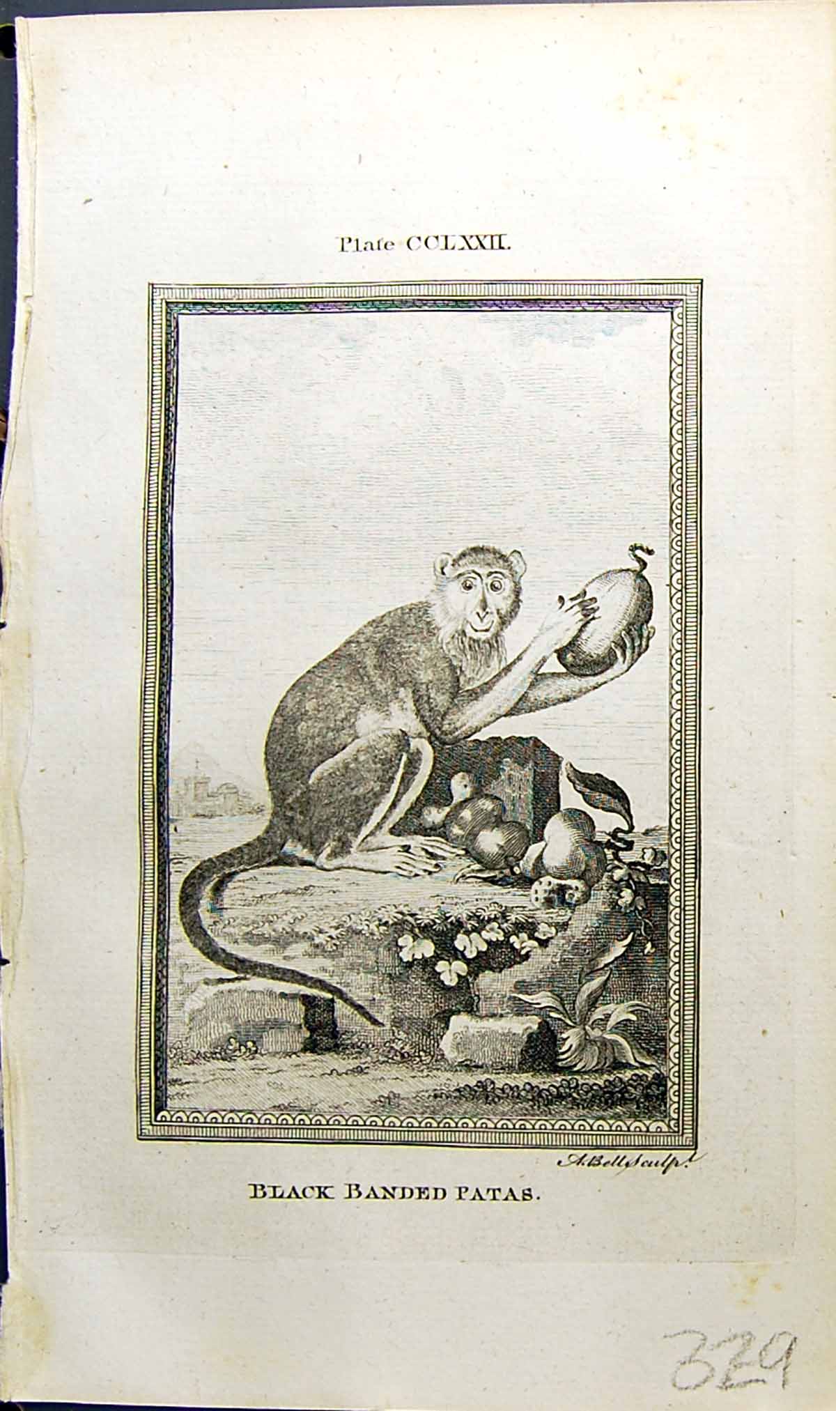 Antique Old Print Black Banded Patas Bell Buffon Natural History Animal 1791