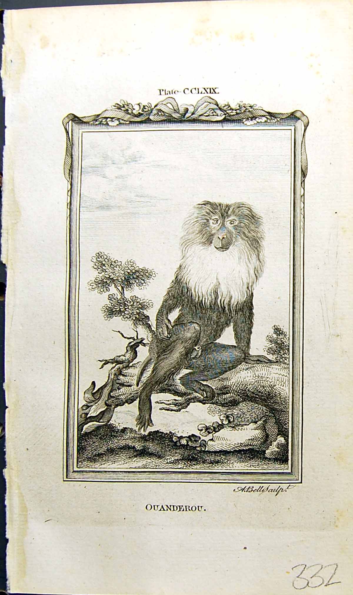 Original Old Antique Print Ouanderou Bell Buffon Natural History Animal 1791