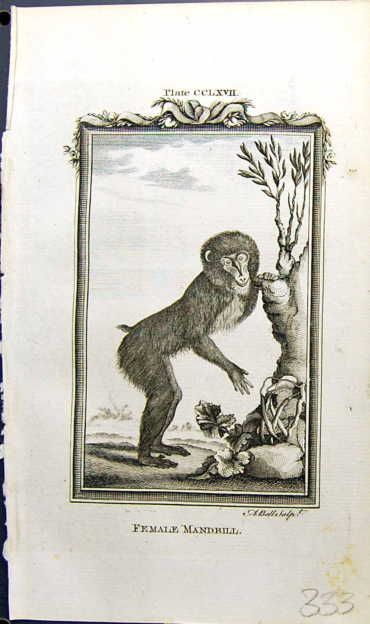 Old Antique Print Female Mandrill Bell Buffon Natural History Animal 1791 18th
