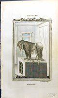 Original Old Antique Print Mandrill Bell Buffon Natural History Animal 1791