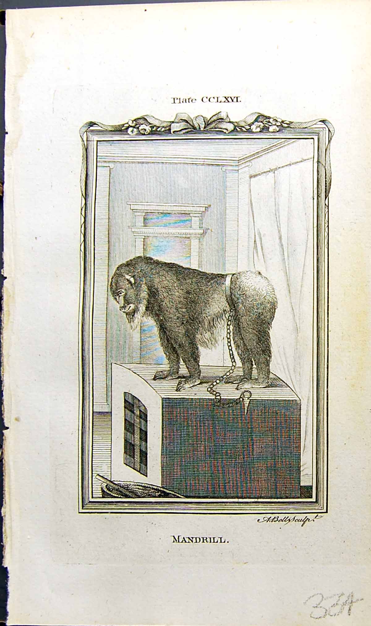 Original Old Antique Print Mandrill Bell Buffon Natural History Animal 1791