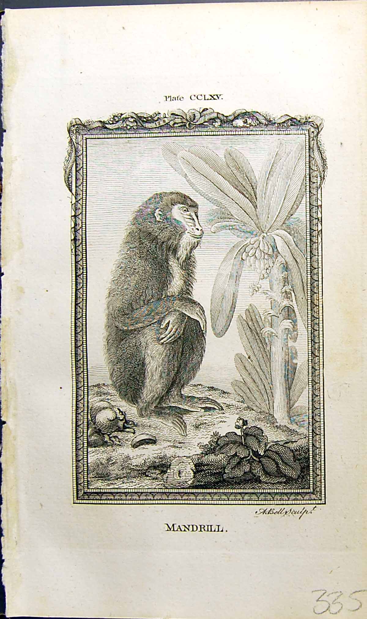 Old Antique Print Mandrill Bell Buffon Natural History Animal 1791 Ref.2 18th