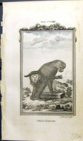 Original Old Antique Print Small Baboon Bell Buffon Natural History Animal 1791