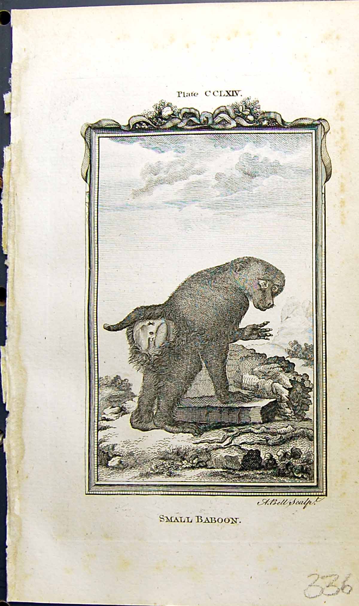 Original Old Antique Print Small Baboon Bell Buffon Natural History Animal 1791