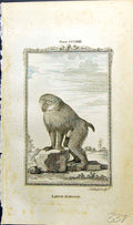 Original Old Antique Print Large Baboon Bell Buffon Natural History Animal 1791