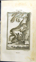 Original Old Antique Print Magot Bell Buffon Natural History Animal 1791 18th