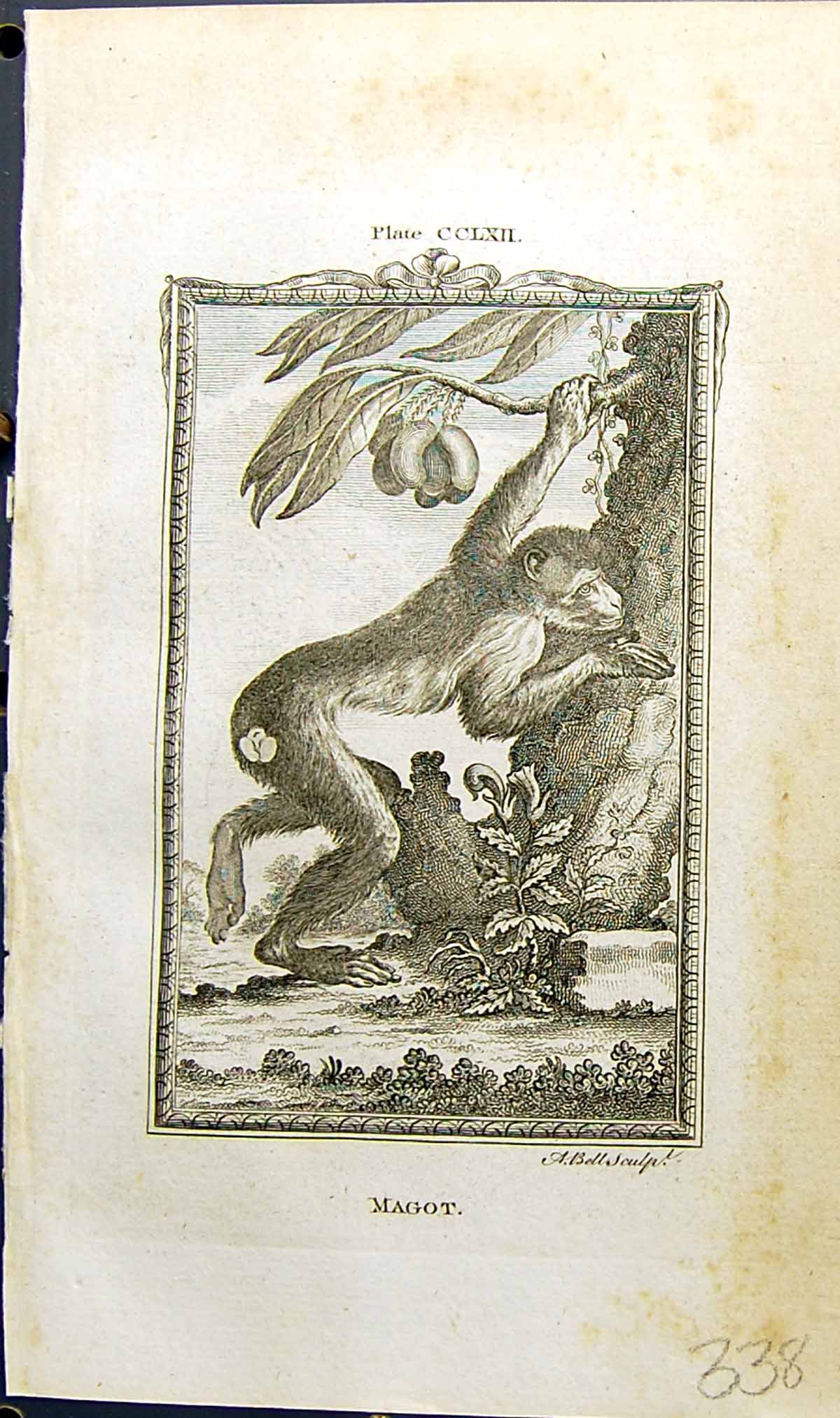 Original Old Antique Print Magot Bell Buffon Natural History Animal 1791 18th