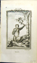 Original Old Antique Print Magot Bell Buffon Natural History Animal 1791 Ref.2