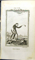 Original Old Antique Print Small Gibbon Bell Buffon Natural History Animal 1791