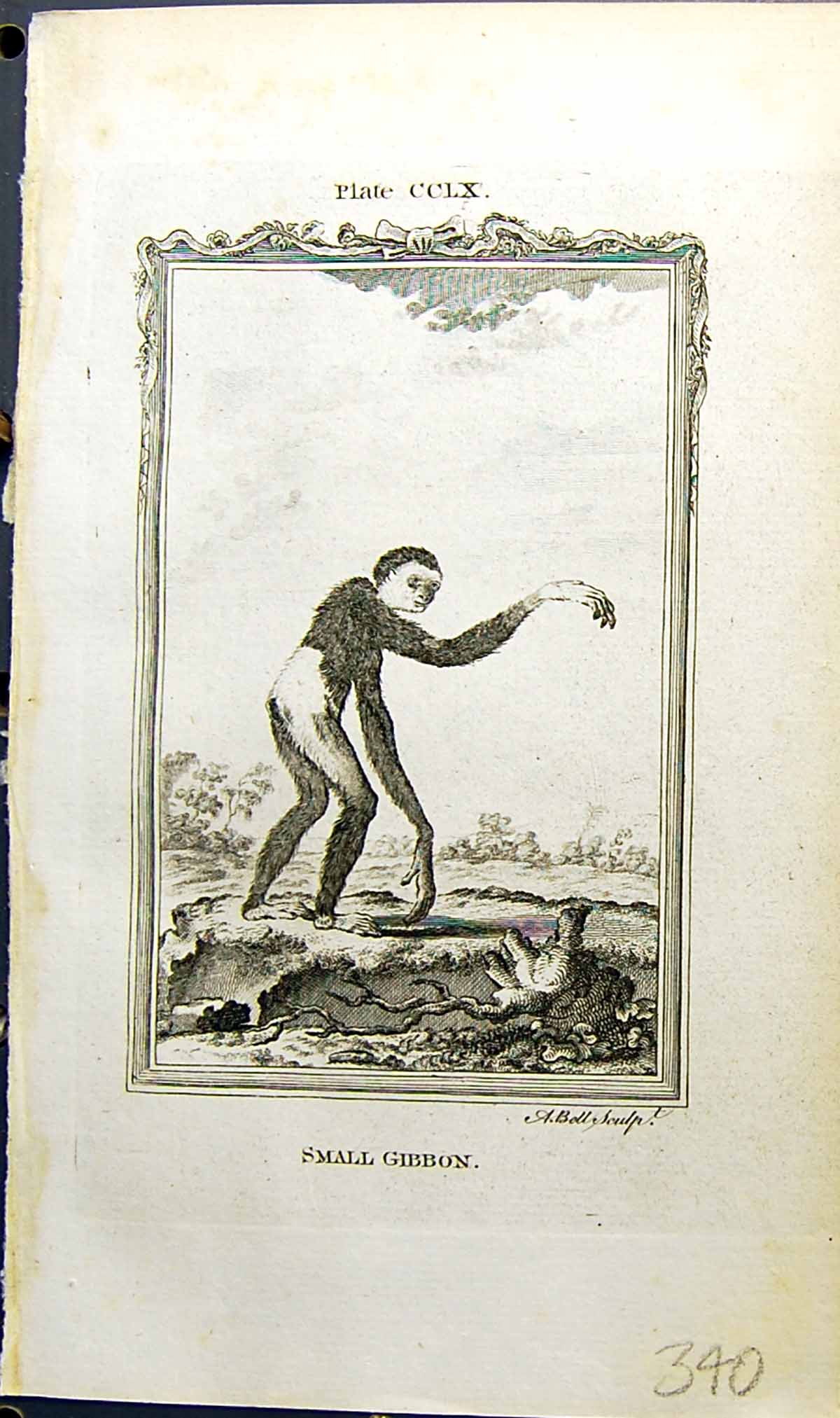 Original Old Antique Print Small Gibbon Bell Buffon Natural History Animal 1791