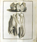 Antique Old Print Bones Bell Buffon Natural History Animal 1791 Plate Cccvii