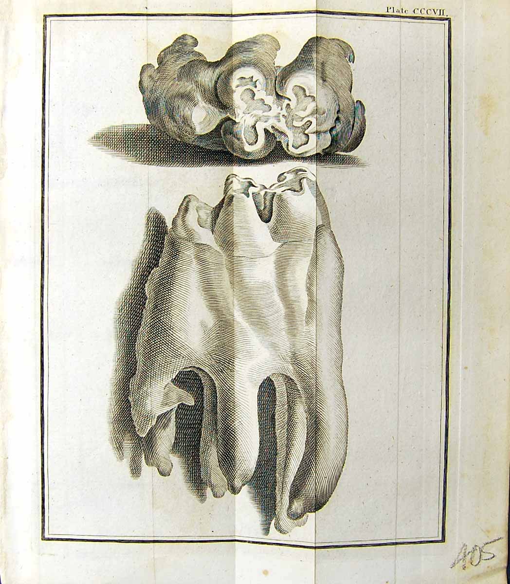 Antique Old Print Bones Bell Buffon Natural History Animal 1791 Plate Cccvii